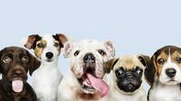 Crean padrón de paseadores de perros ¿Para qué sirve? Aquí te lo contamos