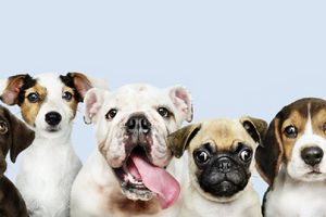 Crean padrón de paseadores de perros ¿Para qué sirve? Aquí te lo contamos