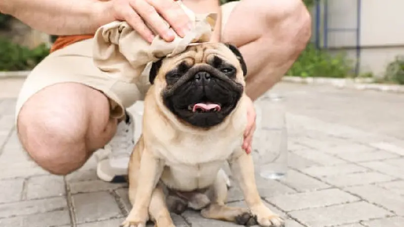 Recomendaciones para tu mascota ante la tercera ola de calor
