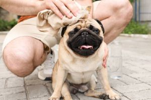 Recomendaciones para tu mascota ante la tercera ola de calor