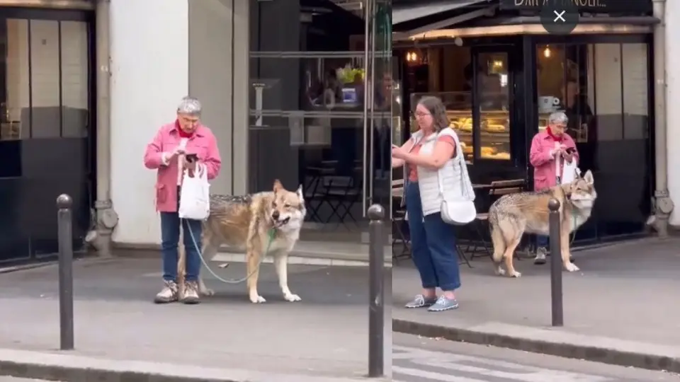 VIDEO: Mujer es captada paseando con un lobo como mascota en plenas calles de París