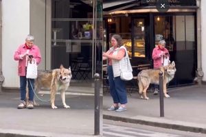 VIDEO: Mujer es captada paseando con un lobo como mascota en plenas calles de París