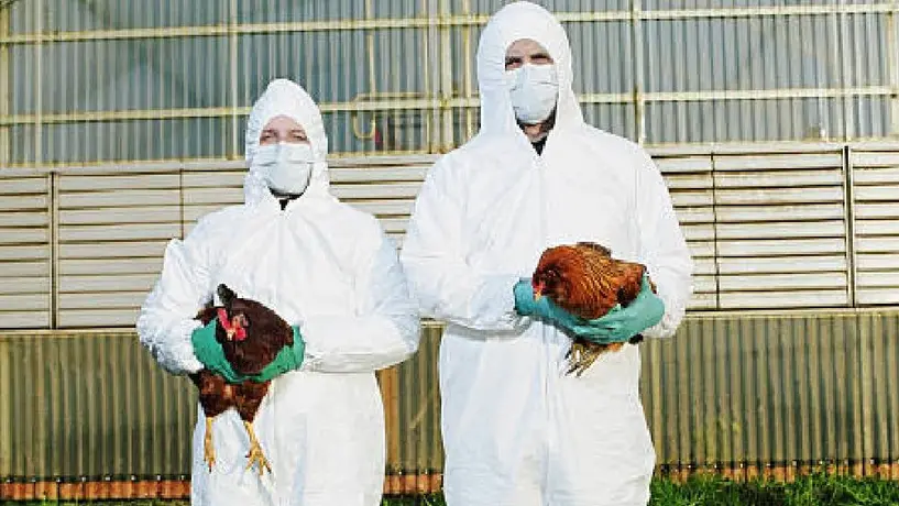 Ssa descarta riesgo para la población tras primera muerte por gripe Aviar A H5N2
