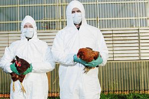 Ssa descarta riesgo para la población tras primera muerte por gripe Aviar A H5N2