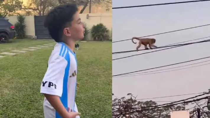 Niño argentino genera polémica por video donde ve un mono y lo llama Vinicius