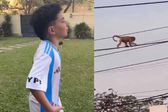 Niño argentino genera polémica por video donde ve un mono y lo llama Vinicius