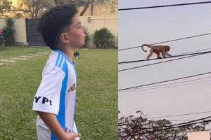 Niño argentino genera polémica por video donde ve un mono y lo llama Vinicius