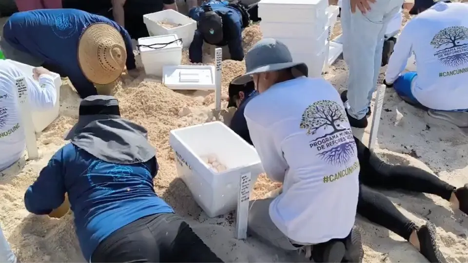 Huracán Beryl: Resguardan miles de huevos de tortuga en Cancún