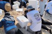 Huracán Beryl: Resguardan miles de huevos de tortuga en Cancún