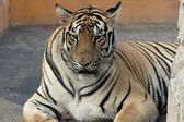 Tigre se escapa de zoológico en Tamaulipas; hay alerta en la población