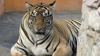 Tigre se escapa de zoológico en Tamaulipas; hay alerta en la población