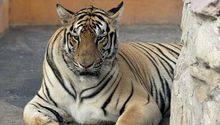Tigre se escapa de zoológico en Tamaulipas; hay alerta en la población