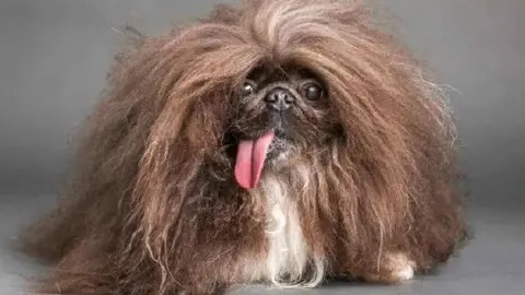 El pekinés Wild Thang se corona como el perro más feo del mundo