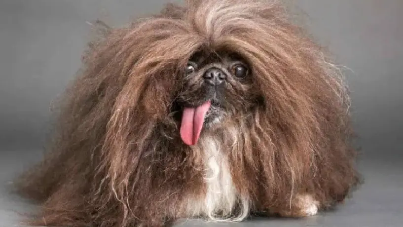 El pekinés Wild Thang se corona como el perro más feo del mundo