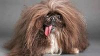 El pekinés Wild Thang se corona como el perro más feo del mundo