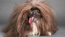 El pekinés Wild Thang se corona como el perro más feo del mundo