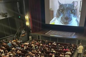 ¿Qué es el Cat Video Fest? El viral festival de películas de gatos