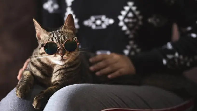 Día Internacional del Gato: ¿Por qué se celebra el 8 de agosto?