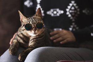 Día Internacional del Gato: ¿Por qué se celebra el 8 de agosto?