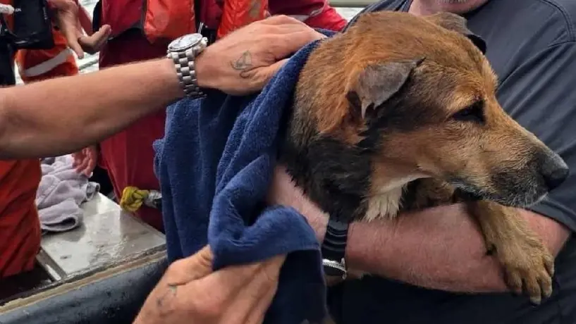 ¡Increíble! Un lomito fue salvado a 6 kilómetros de la costa de Coatzacoalcos