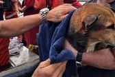 ¡Increíble! Un lomito fue salvado a 6 kilómetros de la costa de Coatzacoalcos