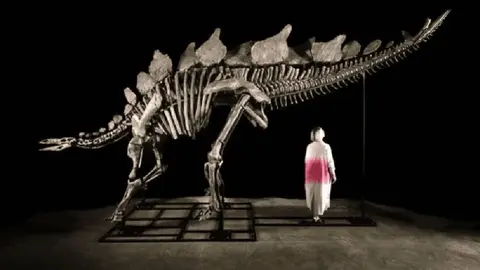 Subastarán restos de estegosaurio en Nueva York que tienen más de 150 millones de años