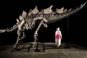 Subastarán restos de estegosaurio en Nueva York que tienen más de 150 millones de años