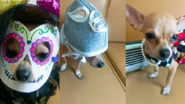 Perrito chihuahua se hace viral por recrear el video de Doris Jocelyn