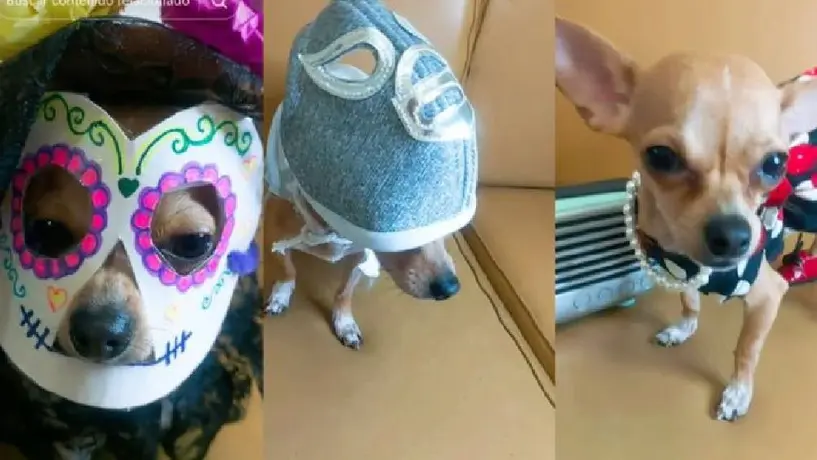 Perrito chihuahua se hace viral por recrear el video de Doris Jocelyn