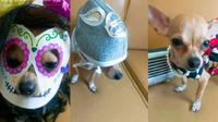 Perrito chihuahua se hace viral por recrear el video de Doris Jocelyn