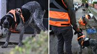 Lomito detecta fugas de agua con solo olfatearlas ¡De no creerse!