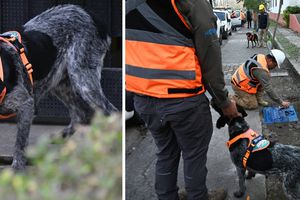 Lomito detecta fugas de agua con solo olfatearlas ¡De no creerse!