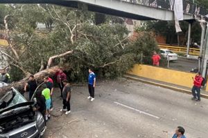 Caída de árbol en Río Churubusco tras lluvias en CDMX provoca corte de la circulación en ambos sentidos
