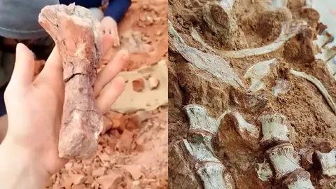 ¡Yabba dabba doo! Descubren un fósil de dinosaurio tras fuertes lluvias