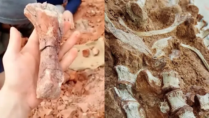 ¡Yabba dabba doo! Descubren un fósil de dinosaurio tras fuertes lluvias