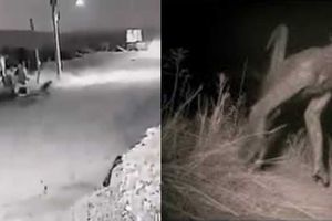 ¿Es un nahual? Captan en video a perro que se convierte en hombre
