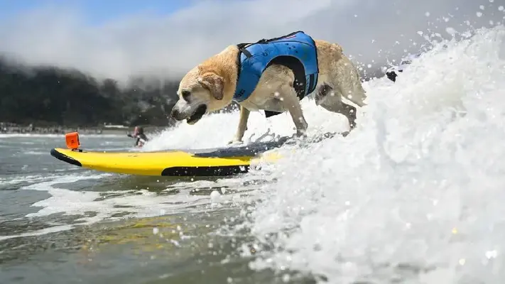 ¡Perros y dueños surfean juntos en el Campeonato Mundial de Surf para Perros 2024!