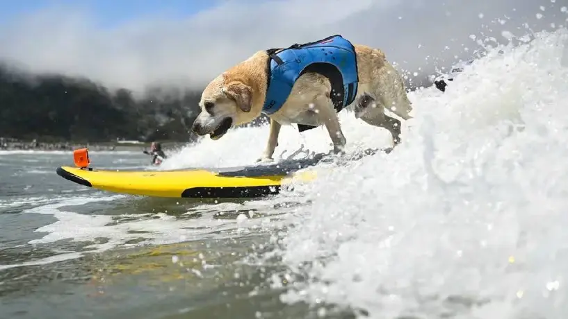 ¡Perros y dueños surfean juntos en el Campeonato Mundial de Surf para Perros 2024!