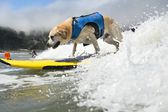 ¡Perros y dueños surfean juntos en el Campeonato Mundial de Surf para Perros 2024!