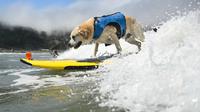 ¡Perros y dueños surfean juntos en el Campeonato Mundial de Surf para Perros 2024!