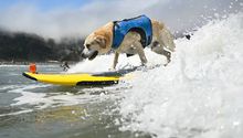 ¡Perros y dueños surfean juntos en el Campeonato Mundial de Surf para Perros 2024!