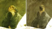 ¡Qué ternurita! Participa para ponerle nombre a los cóndores bebés de Chapultepec