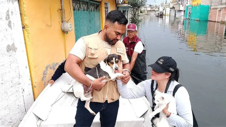 Rescatan a 178 perritos y gatitos tras las inundaciones en Chalco