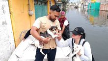 Rescatan a 178 perritos y gatitos tras las inundaciones en Chalco