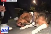 VIDEO: Reportero es mordido por perrito en plena transmisión en vivo