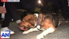 VIDEO: Reportero es mordido por perrito en plena transmisión en vivo