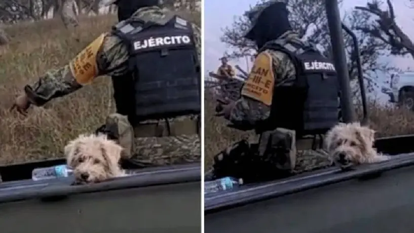 Sedena rescata a un perro de un incendio y decide adoptarlo