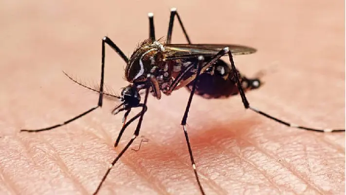 Muere menor de edad en Nuevo León a causa de dengue