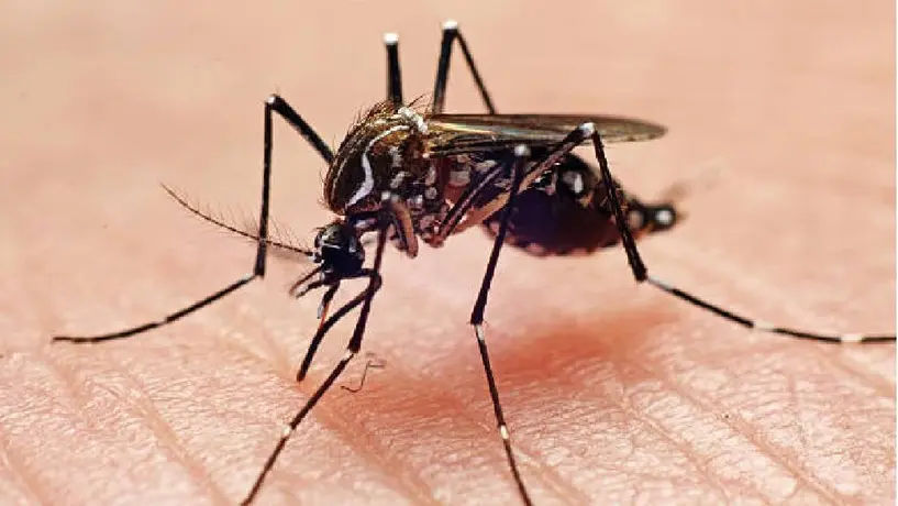Muere menor de edad en Nuevo León a causa de dengue