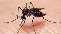 Muere menor de edad en Nuevo León a causa de dengue